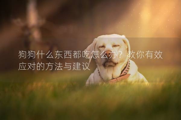 狗狗什么东西都吃怎么办？教你有效应对的方法与建议