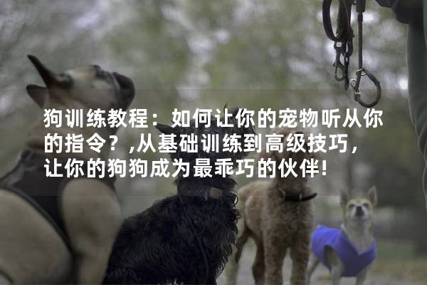 狗训练教程：如何让你的宠物听从你的指令？,从基础训练到高级技巧，让你的狗狗成为最乖巧的伙伴!
