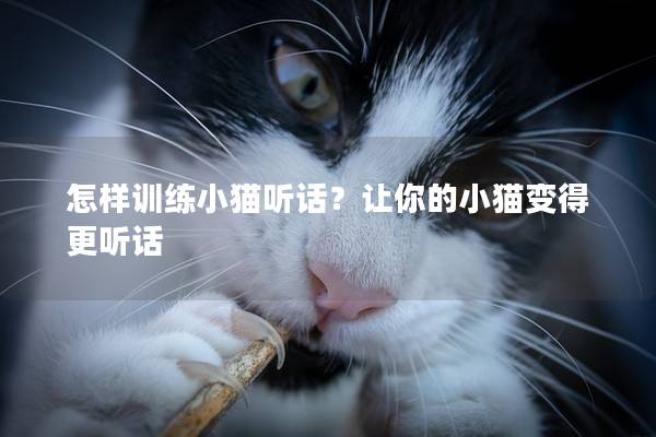 怎样训练小猫听话？让你的小猫变得更听话