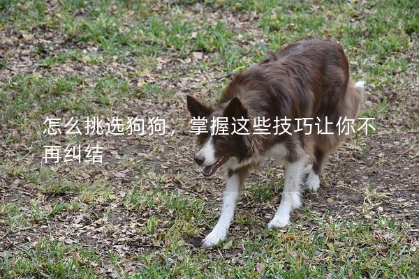 怎么挑选狗狗，掌握这些技巧让你不再纠结