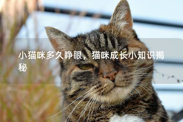 小猫咪多久睁眼，猫咪成长小知识揭秘
