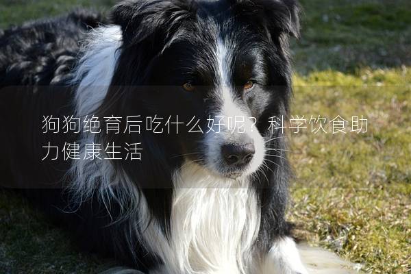 狗狗绝育后吃什么好呢？科学饮食助力健康生活
