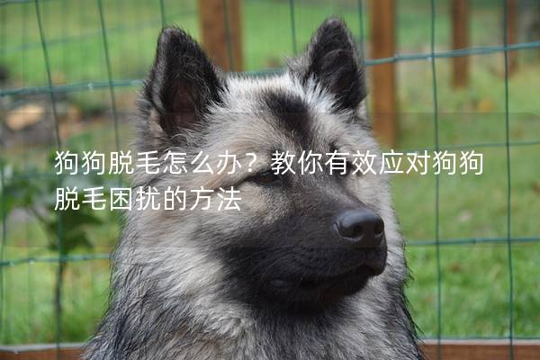 狗狗脱毛怎么办？教你有效应对狗狗脱毛困扰的方法