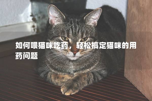 如何喂猫咪吃药，轻松搞定猫咪的用药问题