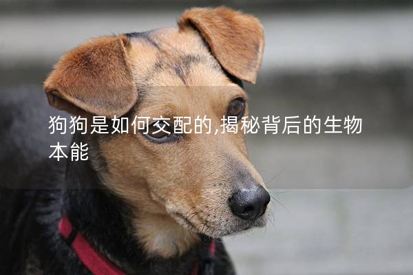 狗狗是如何交配的,揭秘背后的生物本能