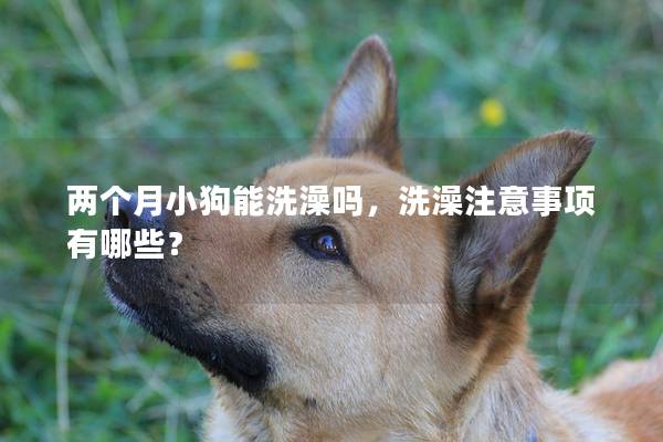 两个月小狗能洗澡吗，洗澡注意事项有哪些？