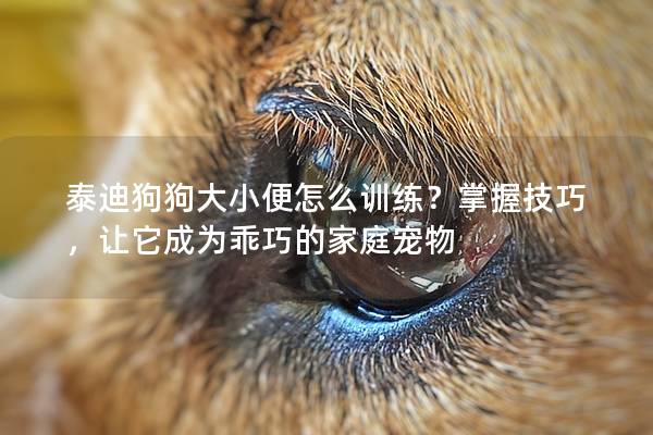 泰迪狗狗大小便怎么训练？掌握技巧，让它成为乖巧的家庭宠物