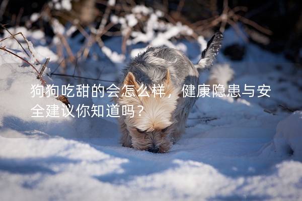 狗狗吃甜的会怎么样，健康隐患与安全建议你知道吗？