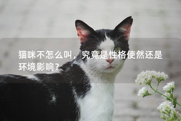 猫咪不怎么叫，究竟是性格使然还是环境影响？