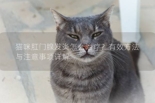 猫咪肛门腺发炎怎么治疗？有效方法与注意事项详解