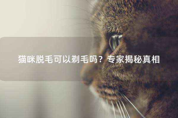 猫咪脱毛可以剃毛吗？专家揭秘真相