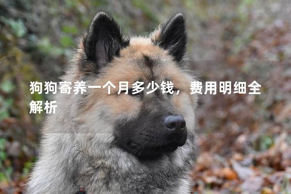 狗狗寄养一个月多少钱，费用明细全解析