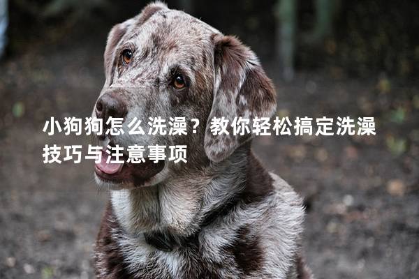 小狗狗怎么洗澡？教你轻松搞定洗澡技巧与注意事项