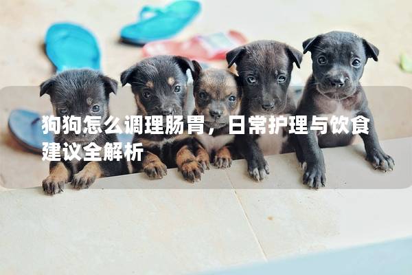 狗狗怎么调理肠胃，日常护理与饮食建议全解析