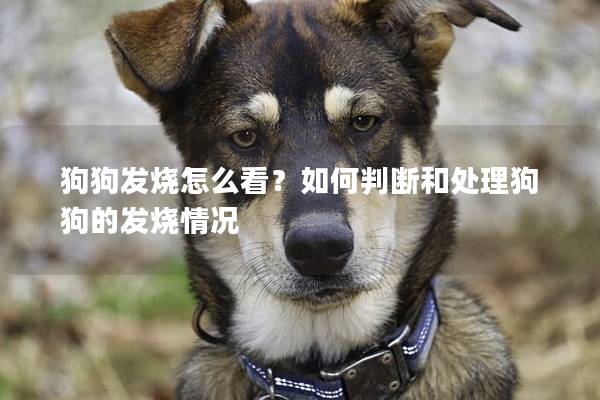 狗狗发烧怎么看？如何判断和处理狗狗的发烧情况