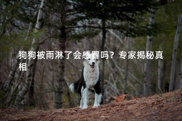 狗狗被雨淋了会感冒吗？专家揭秘真相