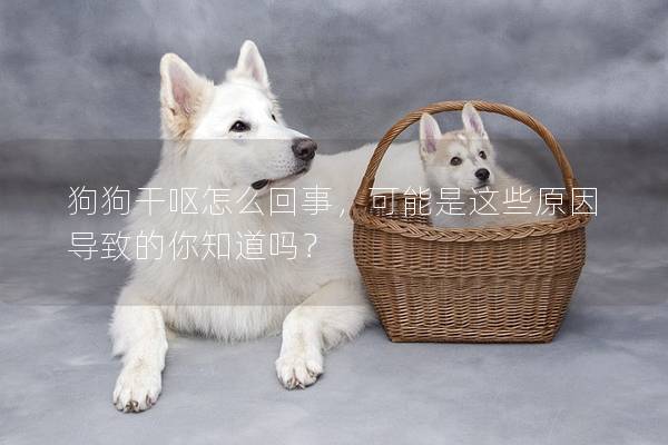 狗狗干呕怎么回事，可能是这些原因导致的你知道吗？