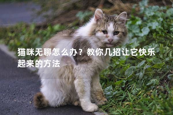 猫咪无聊怎么办？教你几招让它快乐起来的方法