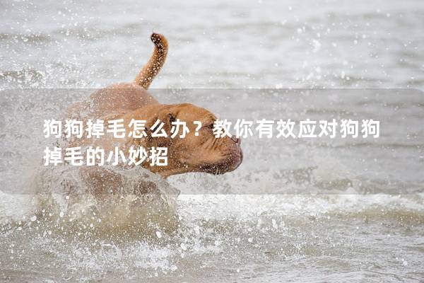 狗狗掉毛怎么办？教你有效应对狗狗掉毛的小妙招