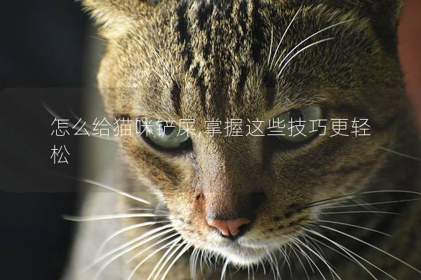 怎么给猫咪铲屎,掌握这些技巧更轻松