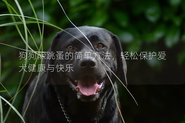 狗狗除跳蚤的简单方法，轻松保护爱犬健康与快乐