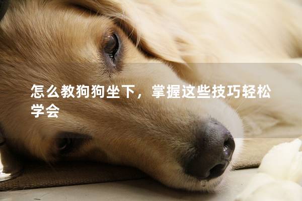 怎么教狗狗坐下，掌握这些技巧轻松学会