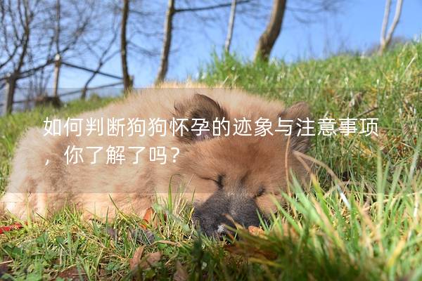 如何判断狗狗怀孕的迹象与注意事项，你了解了吗？