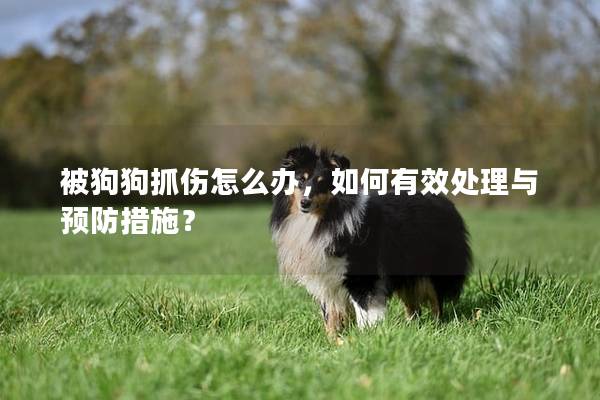 被狗狗抓伤怎么办，如何有效处理与预防措施？