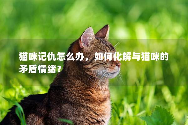 猫咪记仇怎么办，如何化解与猫咪的矛盾情绪？