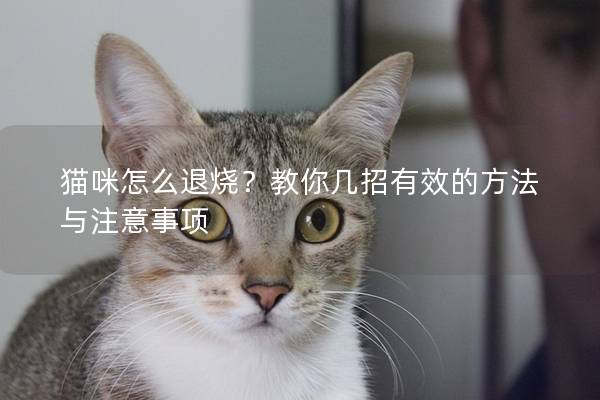 猫咪怎么退烧？教你几招有效的方法与注意事项