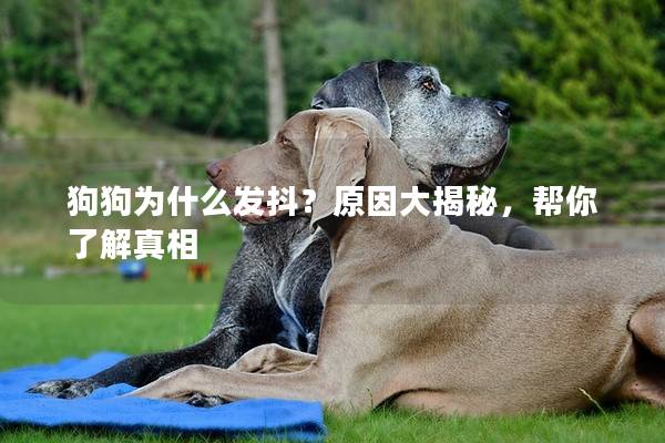 狗狗为什么发抖？原因大揭秘，帮你了解真相