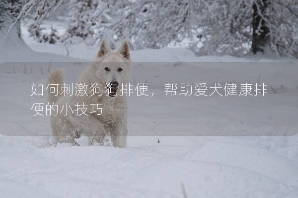如何刺激狗狗排便，帮助爱犬健康排便的小技巧