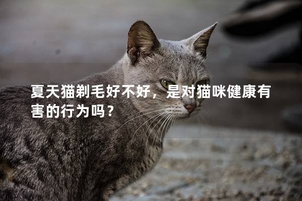 夏天猫剃毛好不好，是对猫咪健康有害的行为吗？