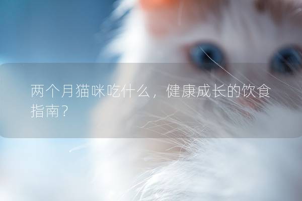 两个月猫咪吃什么，健康成长的饮食指南？