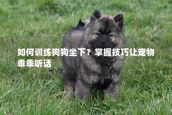 如何训练狗狗坐下？掌握技巧让宠物乖乖听话