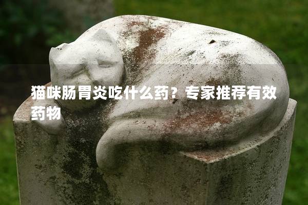 猫咪肠胃炎吃什么药？专家推荐有效药物