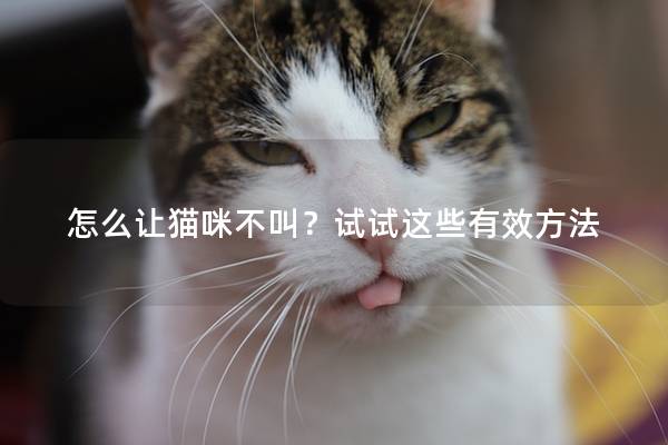 怎么让猫咪不叫？试试这些有效方法