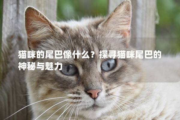 猫咪的尾巴像什么？探寻猫咪尾巴的神秘与魅力