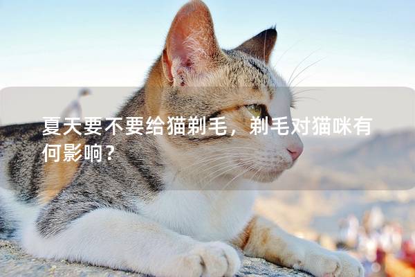夏天要不要给猫剃毛，剃毛对猫咪有何影响？
