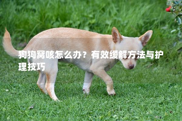 狗狗窝咳怎么办？有效缓解方法与护理技巧