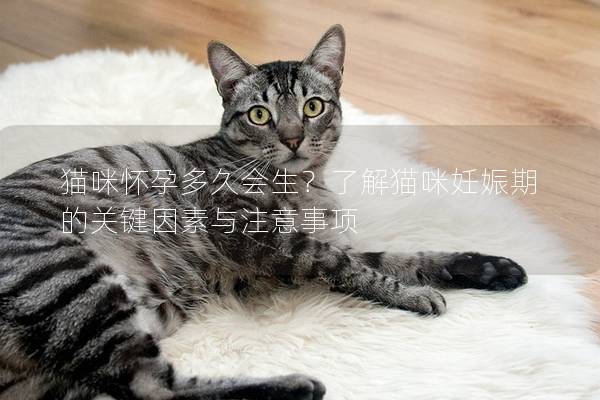 猫咪怀孕多久会生？了解猫咪妊娠期的关键因素与注意事项
