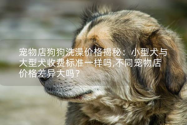 宠物店狗狗洗澡价格揭秘：小型犬与大型犬收费标准一样吗,不同宠物店价格差异大吗？