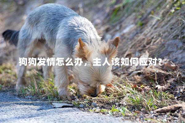 狗狗发情怎么办，主人该如何应对？