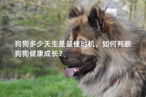 狗狗多少天生是最佳时机，如何判断狗狗健康成长？