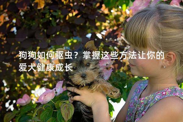 狗狗如何驱虫？掌握这些方法让你的爱犬健康成长