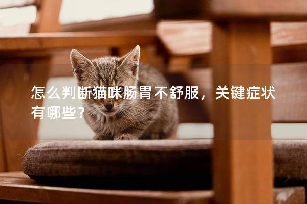 怎么判断猫咪肠胃不舒服，关键症状有哪些？