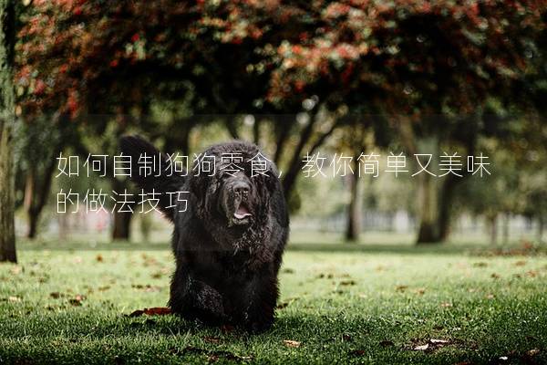 如何自制狗狗零食，教你简单又美味的做法技巧