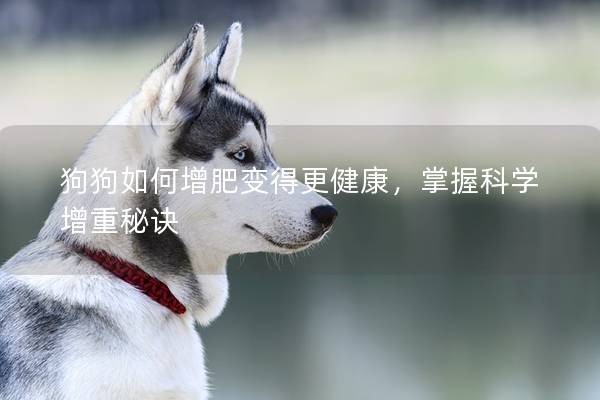 狗狗如何增肥变得更健康，掌握科学增重秘诀