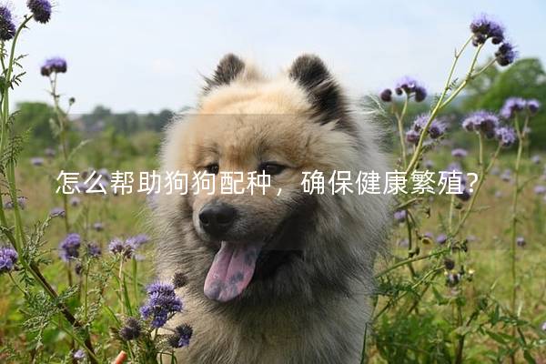 怎么帮助狗狗配种，确保健康繁殖？