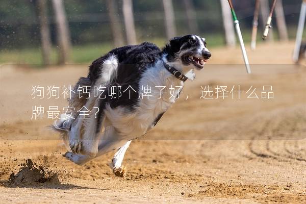 狗狗补钙吃哪个牌子好，选择什么品牌最安全？